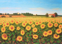 Campo di girasoli