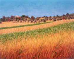 Campo di grano